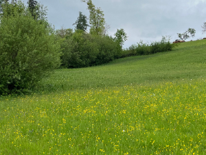 Blick zum Stall klein