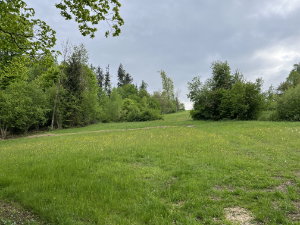 alte Hecke klein